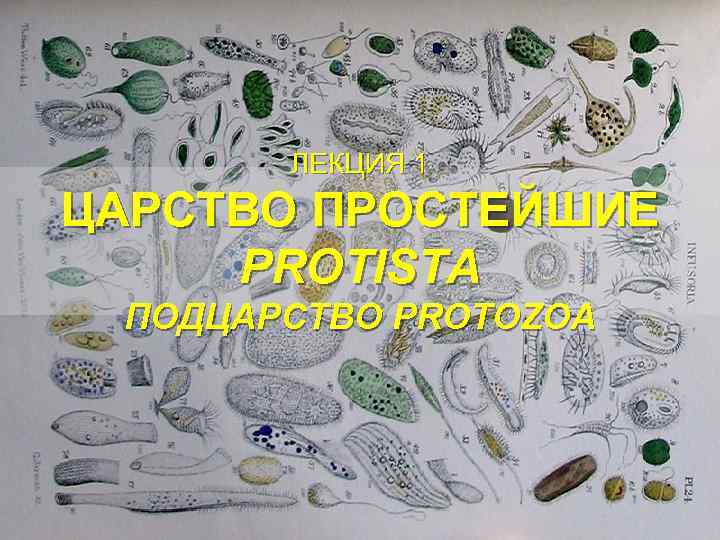ЛЕКЦИЯ 1 ЦАРСТВО ПРОСТЕЙШИЕ PROTISTA ПОДЦАРСТВО PROTOZOA 