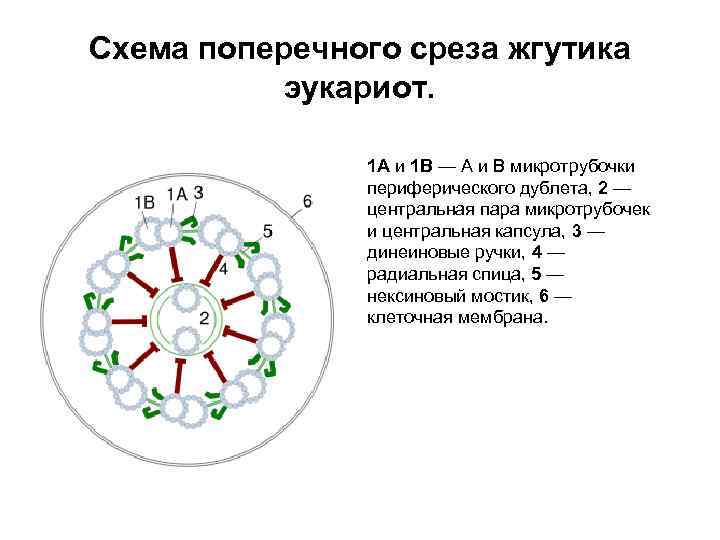 Схема поперечного среза жгутика эукариот. 1 A и 1 B — A и B