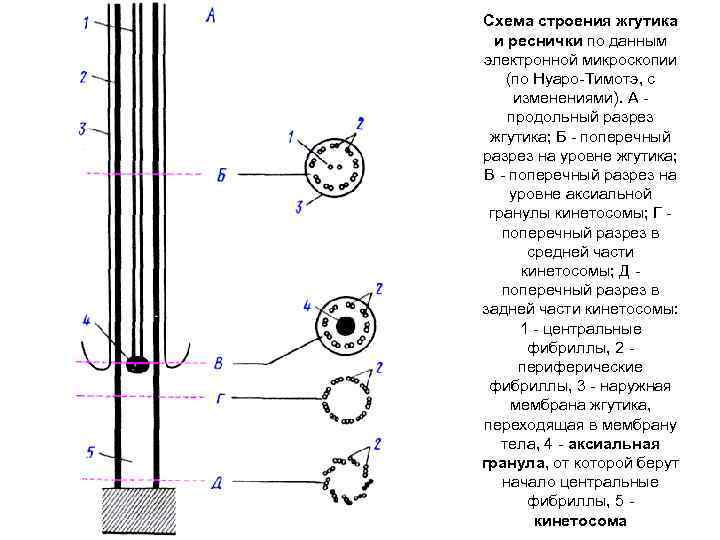 Схема строения жгутика и реснички по данным электронной микроскопии (по Нуаро Тимотэ, с изменениями).