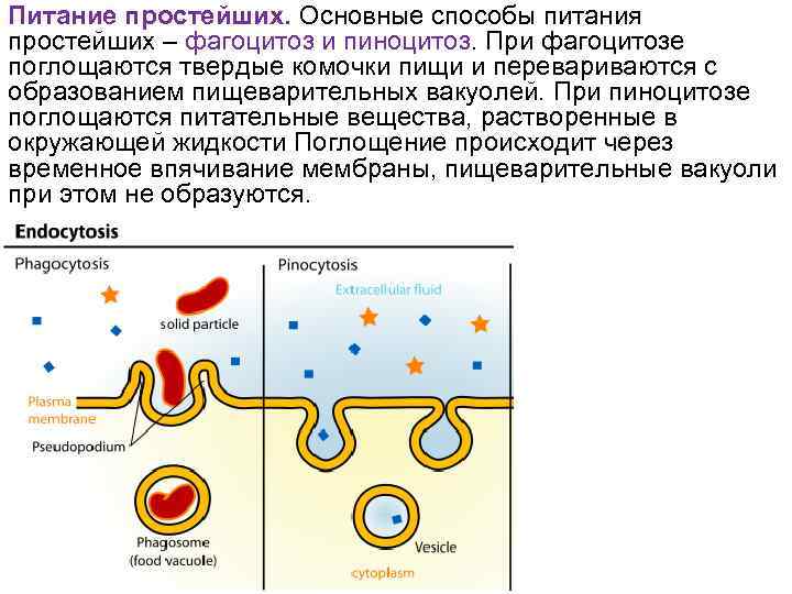 Питание простейших. Основные способы питания простейших – фагоцитоз и пиноцитоз. При фагоцитозе поглощаются твердые