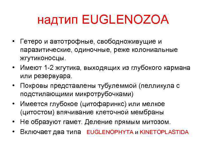 надтип EUGLENOZOA • Гетеро и автотрофные, свободноживущие и паразитические, одиночные, реже колониальные жгутиконосцы. •