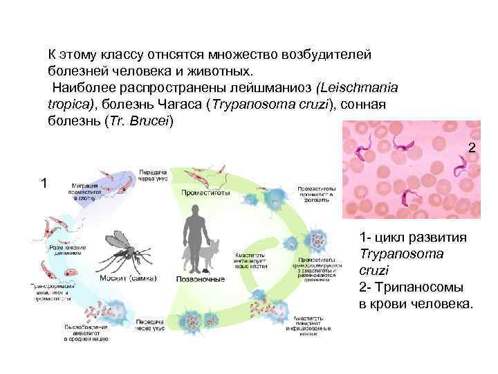 К этому классу отнсятся множество возбудителей болезней человека и животных. Наиболее распространены лейшманиоз (Leischmania