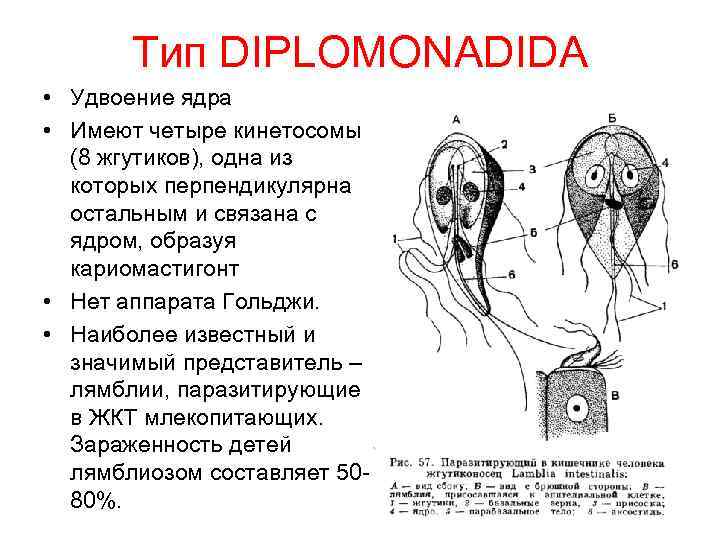 Тип DIPLOMONADIDA • Удвоение ядра • Имеют четыре кинетосомы (8 жгутиков), одна из которых