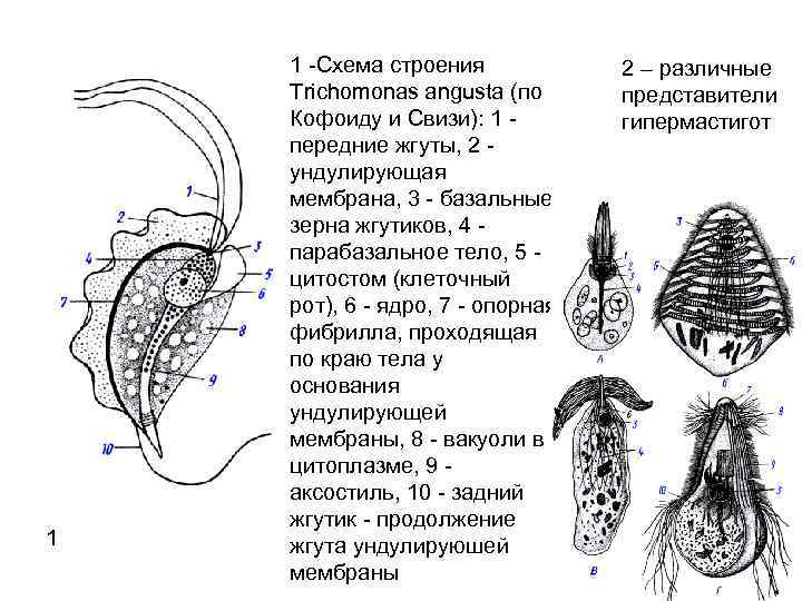 1 1 Схема строения Trichomonas angusta (по Кофоиду и Свизи): 1 передние жгуты, 2