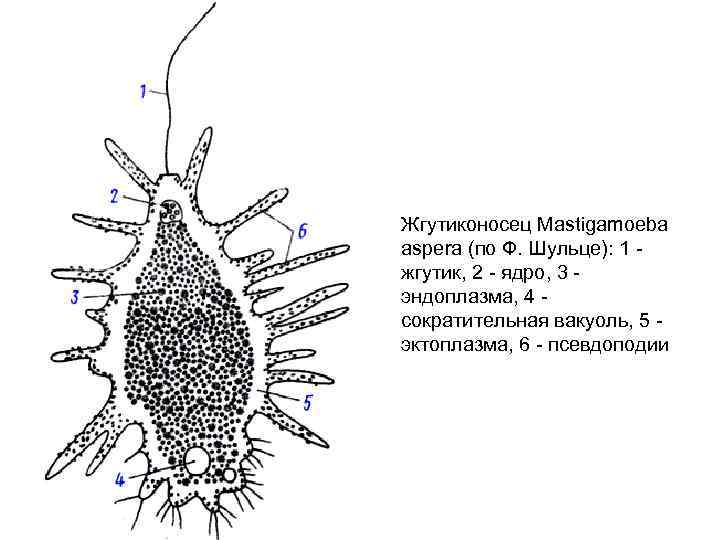 Жгутиконосец Mastigamoeba aspera (по Ф. Шульце): 1 жгутик, 2 ядро, 3 эндоплазма, 4 сократительная