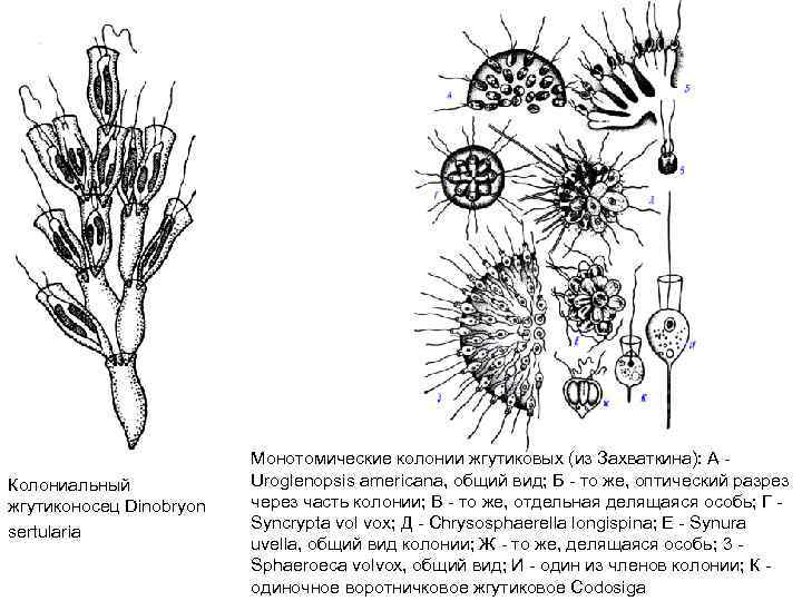 Колониальный жгутиконосец Dinobryon sertularia Монотомические колонии жгутиковых (из Захваткина): А Uroglenopsis americana, общий вид;