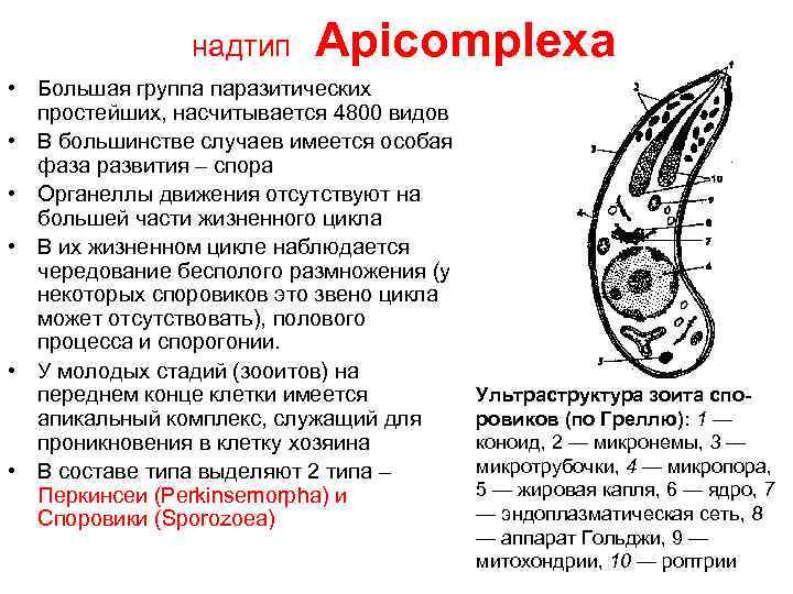 надтип Apicomplexa • Большая группа паразитических простейших, насчитывается 4800 видов • В большинстве случаев