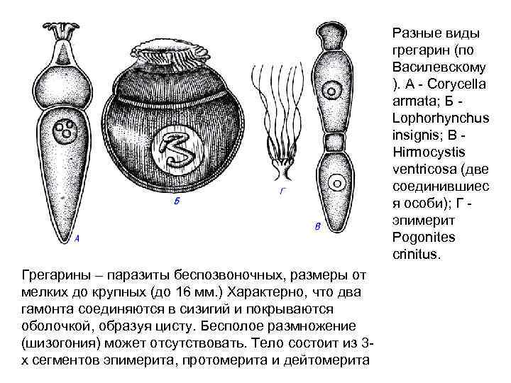 Разные виды грегарин (по Василевскому ). А Corycella armata; Б Lophorhynchus insignis; В Hirmocystis