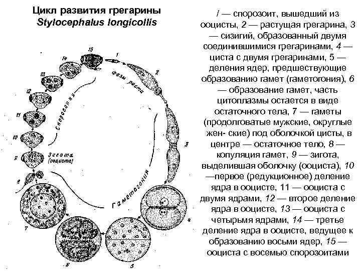 Цикл развития грегарины Stylocephalus longicollis / — спорозоит, вышедший из ооцисты, 2 — растущая