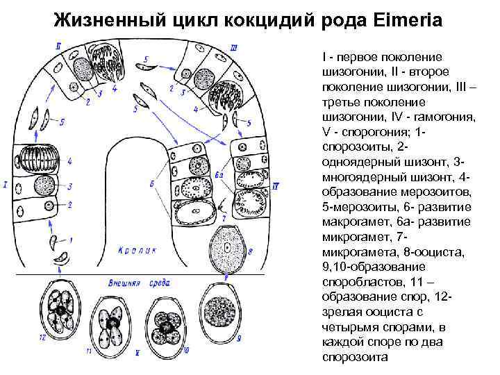 Жизненный цикл кокцидий рода Eimеria I первое поколение шизогонии, II второе поколение шизогонии, III