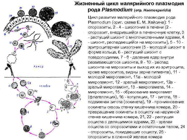 Жизненный цикл малярийного плазмодия рода Plasmodium (отр. Haemosporidia) Цикл развития малярийного плазмодия рода Plasmodium