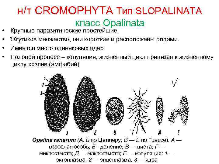 н/т CROMOPHYTA Тип SLOPALINATA • • класс Opalinata Крупные паразитические простейшие. Жгутиков множество, они