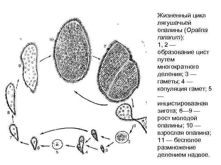 Жизненный цикл лягушачьей опалины (Opalina ranarum): 1, 2 — образование цист путем многократного деления;