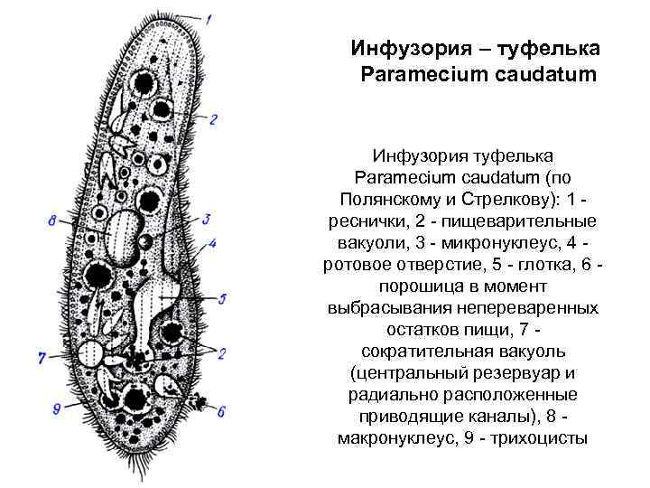 Инфузория – туфелька Paramecium caudatum Инфузория туфелька Paramecium caudatum (по Полянскому и Стрелкову): 1