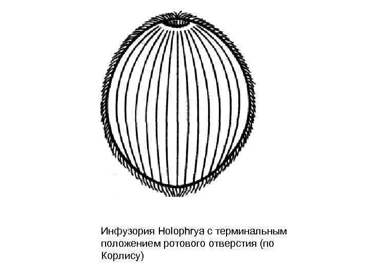 Инфузория Ноlophrya с терминальным положением ротового отверстия (по Корлису) 