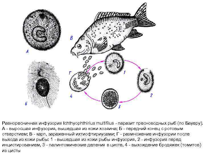Равноресничная инфузория Ichthyophthirius multifilus паразит пресноводных рыб (по Бауеру). А выросшая инфузория, вышедшая из