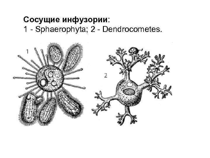 Сосущие инфузории: 1 Sphaerophyta; 2 Dendrocometes. 
