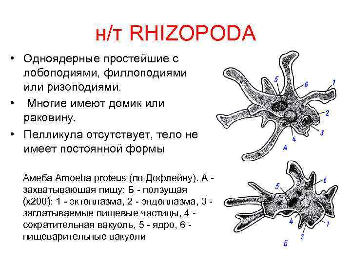 н/т RHIZOPODA • Одноядерные простейшие с лобоподиями, филлоподиями или ризоподиями. • Многие имеют домик
