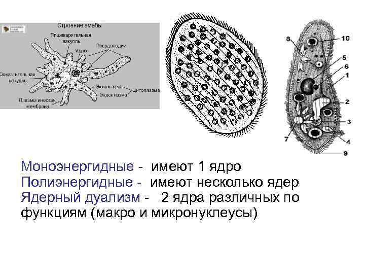 Моноэнергидные имеют 1 ядро Полиэнергидные имеют несколько ядер Ядерный дуализм 2 ядра различных по