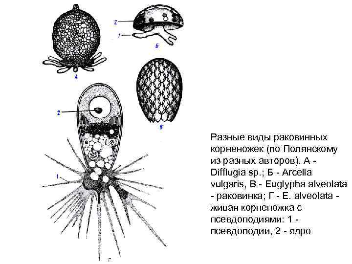 Разные виды раковинных корненожек (по Полянскому из разных авторов). А Difflugia sp. ; Б