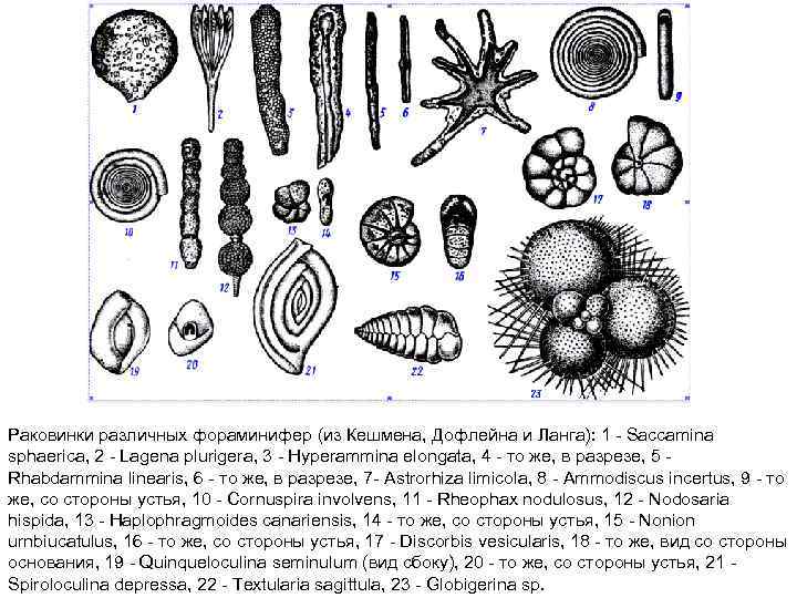 Раковинки различных фораминифер (из Кешмена, Дофлейна и Ланга): 1 Saccamina sphaerica, 2 Lagena plurigera,