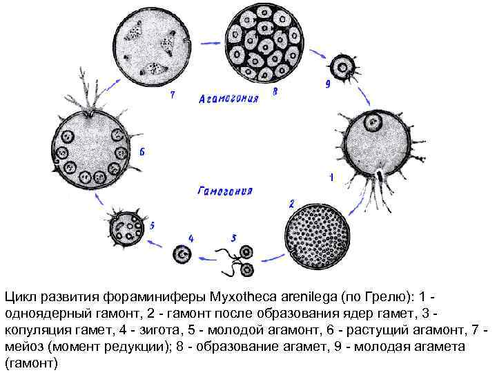 Цикл развития фораминиферы Myxotheca arenilega (пo Грелю): 1 одноядерный гамонт, 2 гамонт после образования