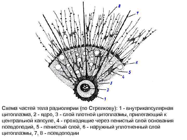 Схема частей тела радиолярии (по Стрелкову): 1 внутрикапсулярная цитоплазма, 2 ядро, 3 слой плотной