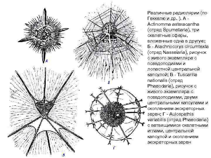Различные радиолярии (по Геккелю и др. ). А Actinomma asteracantha (отряд Spumellaria), три скелетные
