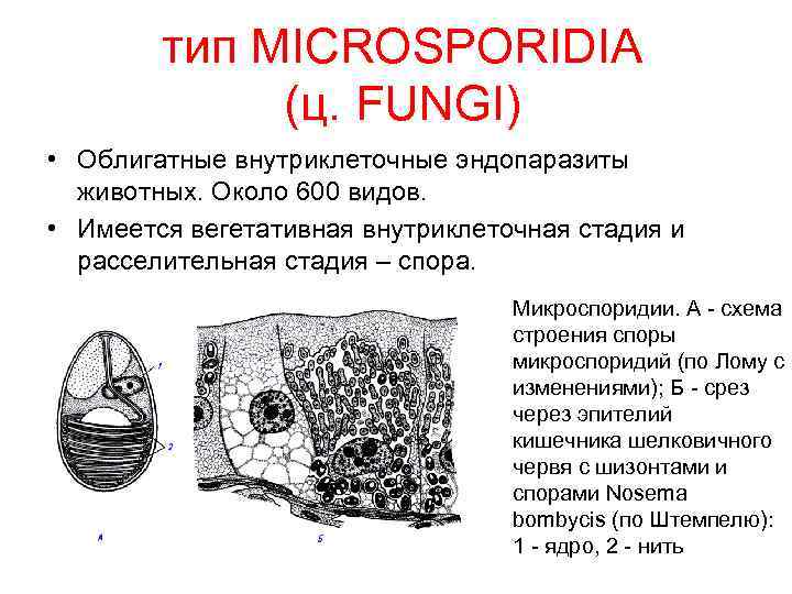 тип MICROSPORIDIA (ц. FUNGI) • Облигатные внутриклеточные эндопаразиты животных. Около 600 видов. • Имеется