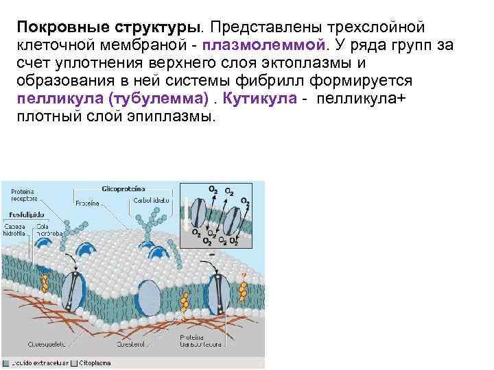 Покровные структуры. Представлены трехслойной клеточной мембраной плазмолеммой. У ряда групп за счет уплотнения верхнего
