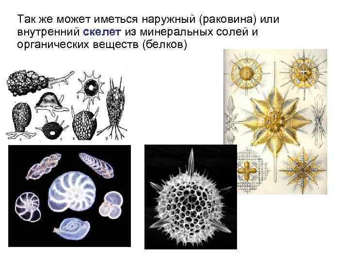 Так же может иметься наружный (раковина) или внутренний скелет из минеральных солей и органических