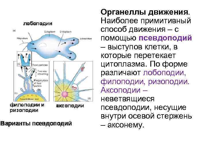 Органеллы движения. Наиболее примитивный способ движения – с помощью псевдоподий – выступов клетки, в