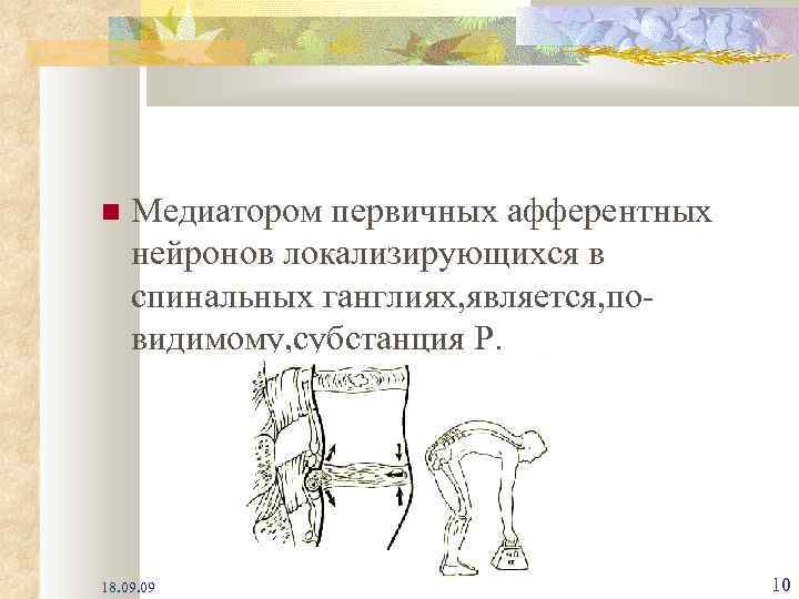  Медиатором первичных афферентных нейронов локализирующихся в спинальных ганглиях, является, повидимому, субстанция Р. 18.