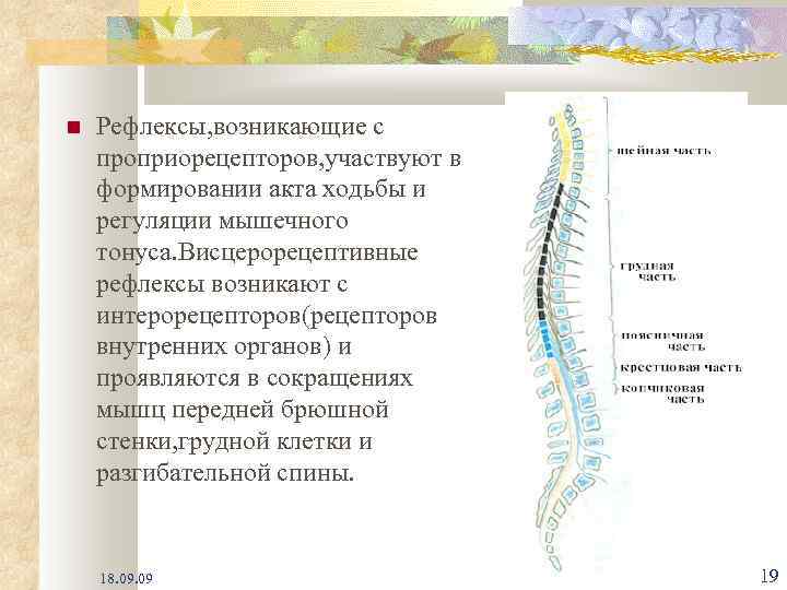  Рефлексы, возникающие с проприорецепторов, участвуют в формировании акта ходьбы и регуляции мышечного тонуса.