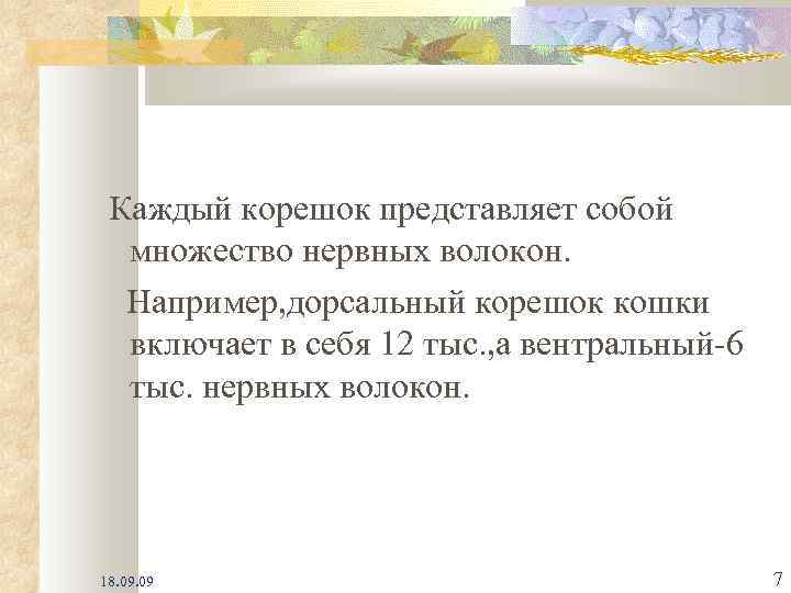 Каждый корешок представляет собой множество нервных волокон. Например, дорсальный корешок кошки включает в себя