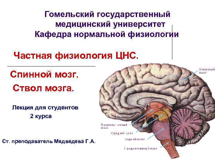 Гомельский государственный медицинский университет Кафедра нормальной физиологии Частная физиология ЦНС. Спинной мозг. Ствол мозга.