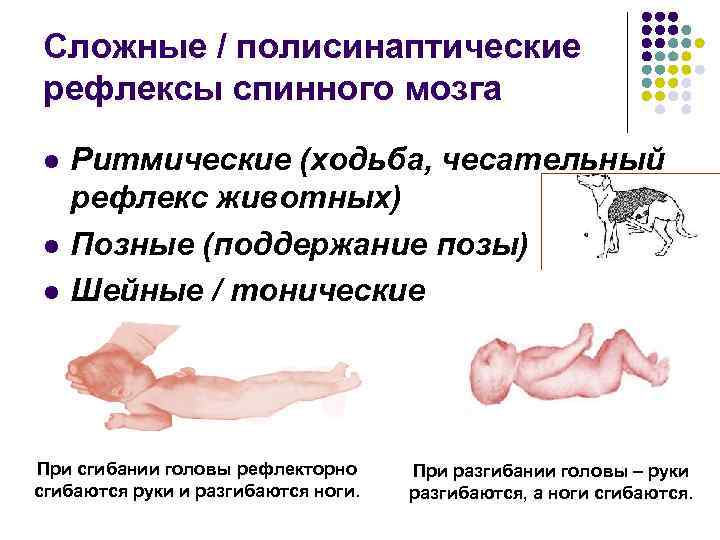 Сложные / полисинаптические рефлексы спинного мозга l l l Ритмические (ходьба, чесательный рефлекс животных)