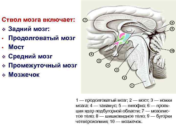 Ствол мозга включает: v Задний мозг: • Продолговатый мозг • Мост v Средний мозг