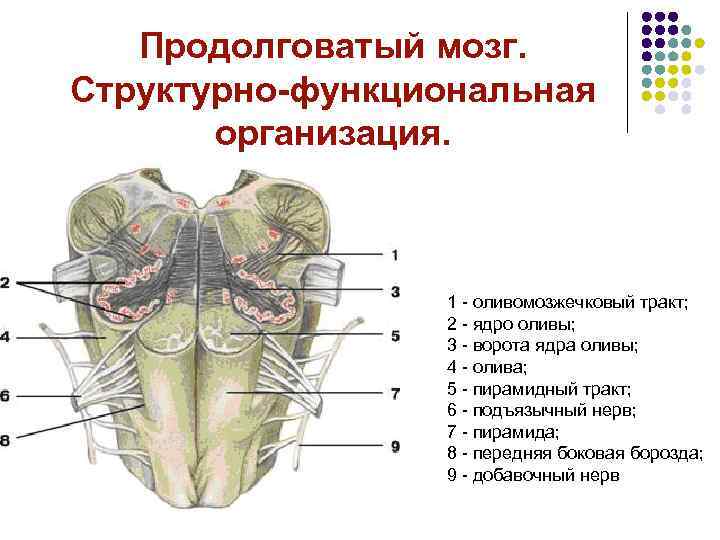 Продолговатый мозг. Структурно-функциональная организация. 1 - оливомозжечковый тракт; 2 - ядро оливы; 3 -