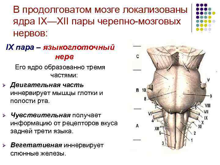 В продолговатом мозге локализованы ядра IХ—XII пары черепно-мозговых нервов: IX пара – языкоглоточный нерв