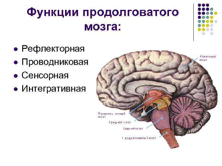 Функции продолговатого мозга: l l Рефлекторная Проводниковая Сенсорная Интегративная 
