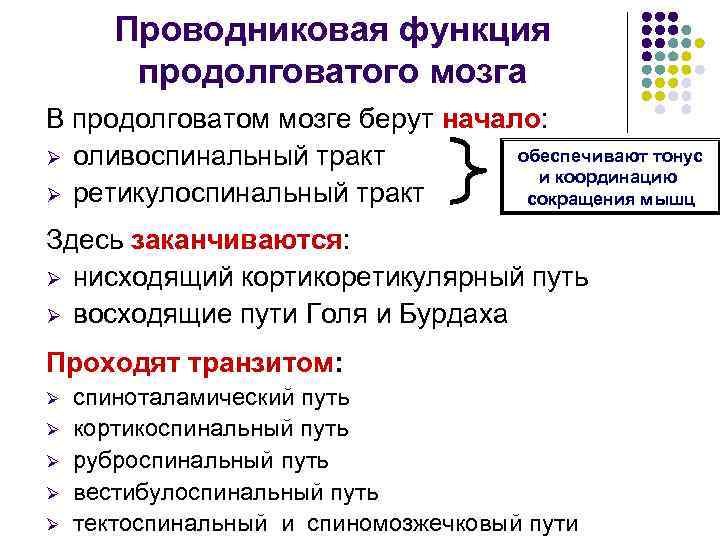 Проводниковая функция продолговатого мозга В продолговатом мозге берут начало: обеспечивают тонус Ø оливоспинальный тракт