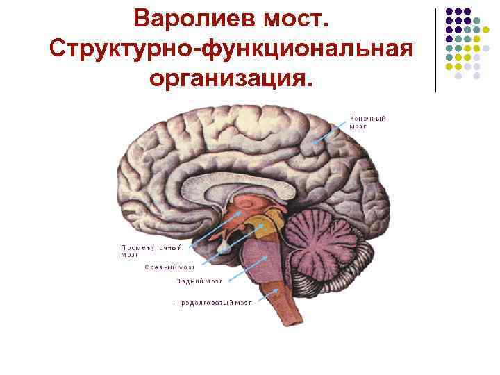 Варолиев мост. Структурно-функциональная организация. 