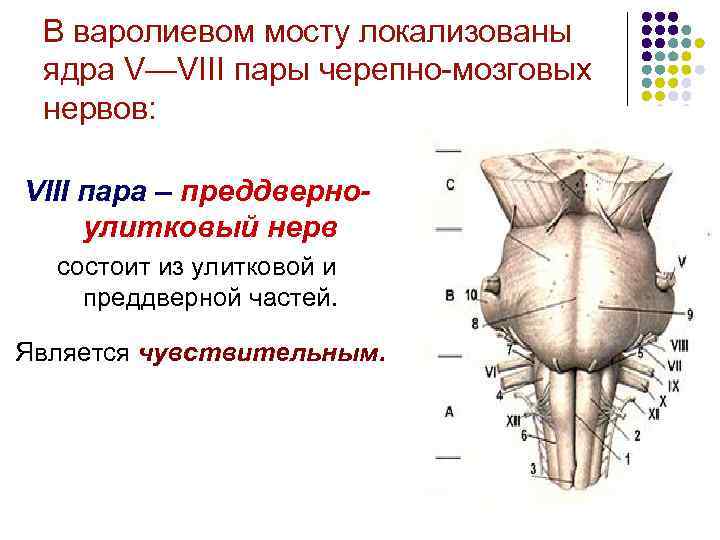 В варолиевом мосту локализованы ядра V—VIII пары черепно-мозговых нервов: VIII пара – преддверноулитковый нерв
