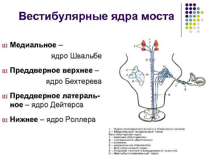 Вестибулярные ядра моста Ш Медиальное – ядро Швальбе Ш Преддверное верхнее – ядро Бехтерева
