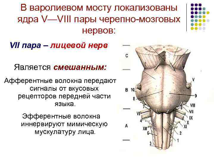 В варолиевом мосту локализованы ядра V—VIII пары черепно-мозговых нервов: VII пара – лицевой нерв