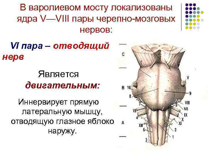 В варолиевом мосту локализованы ядра V—VIII пары черепно-мозговых нервов: VI пара – отводящий нерв
