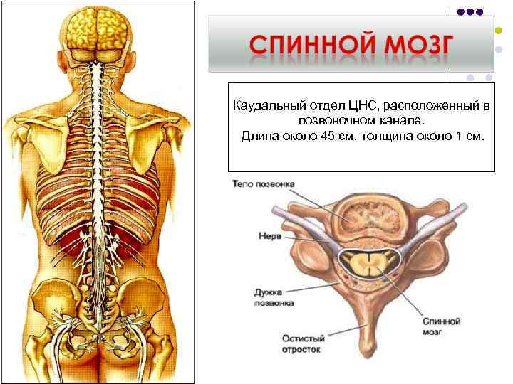 Каудальный отдел ЦНС, расположенный в позвоночном канале. Длина около 45 см, толщина около 1