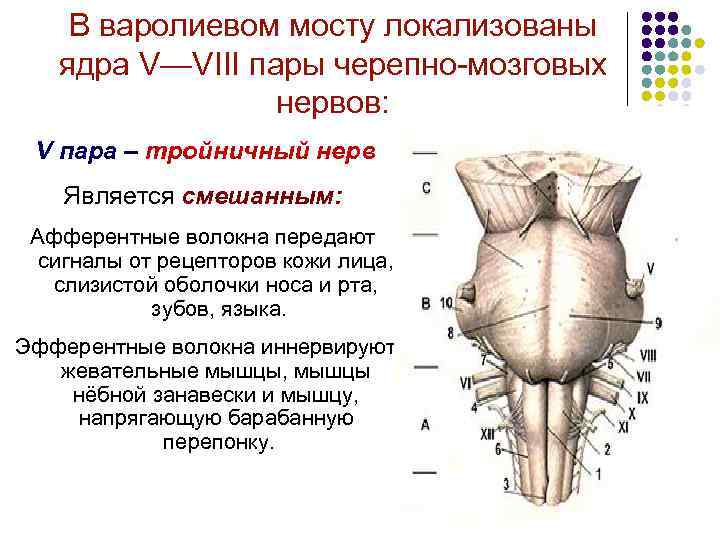 В варолиевом мосту локализованы ядра V—VIII пары черепно-мозговых нервов: V пара – тройничный нерв