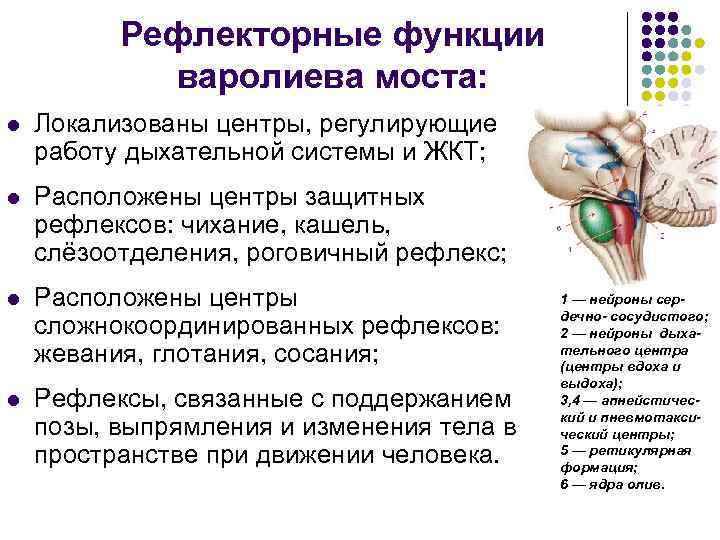 Рефлекторные функции варолиева моста: l Локализованы центры, регулирующие работу дыхательной системы и ЖКТ; l